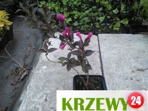 P8 Krzewuszka cudowna nana purpurea